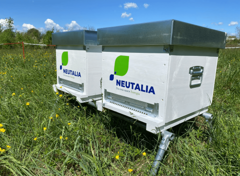 Api come sentinelle per controllare la qualità dell'ambiente: Neutalia avvia il biomonitoraggio dell'aria